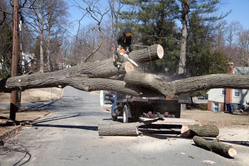 Tree Removal Service in Kingwood