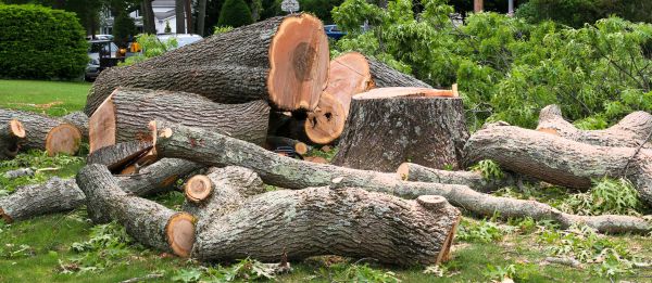Large Tree Removal in Kingwood