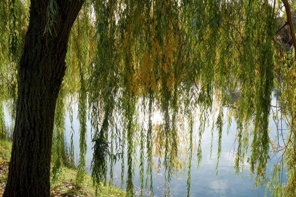 Willow Tree Removal in Kingwood