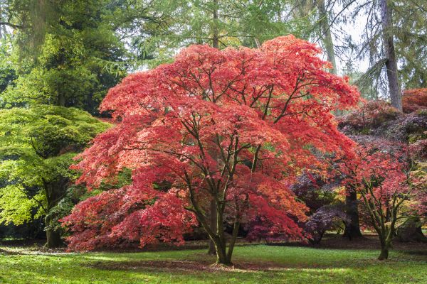 Maple Tree Removal in Kingwood