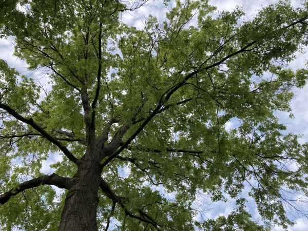 Oak Tree Removal in Kingwood