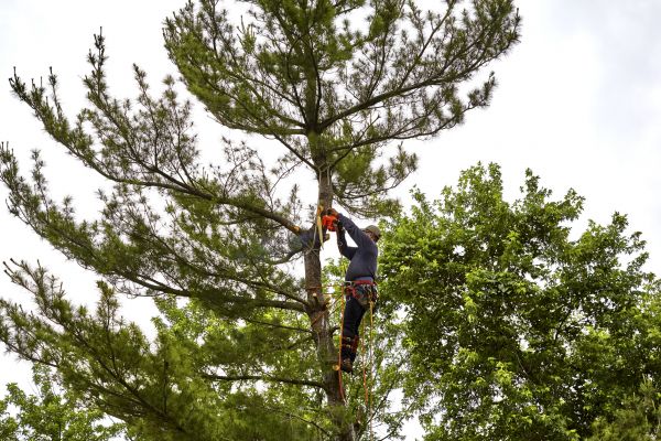 Pine Tree Removal in Kingwood
