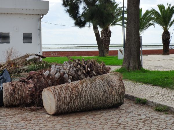 Palm Trees Removal in Kingwood