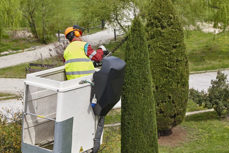 Cypress Tree Removal
