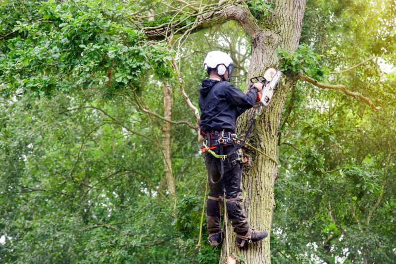 Expert Tree Climbing and Cutting