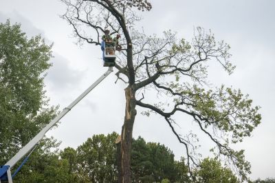 Emergency Tree Removal Services